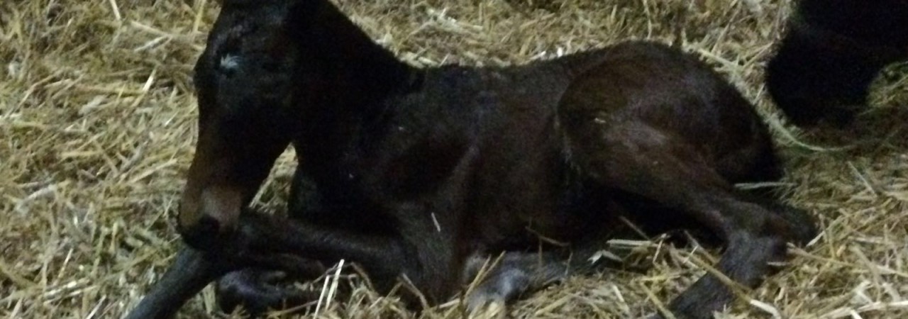 Finally a Colt…..